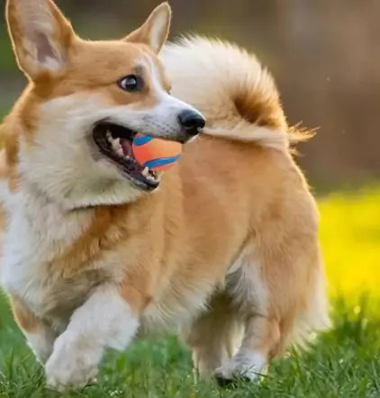 Dog Fetch Toy Ball